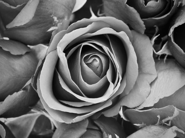 background of rose, black and white effect